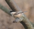 /album/my-local-birding-gallery/willow-tit-on-reserve-jpg/